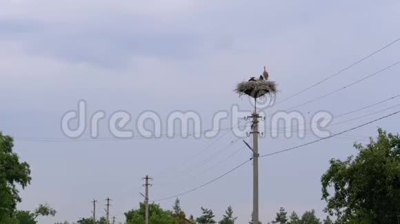 在天空背景下鹳鸟一家坐在高压电线支柱的巢里视频的预览图