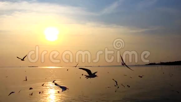 海鸥在海中央飞翔那里有美丽的天空视频的预览图