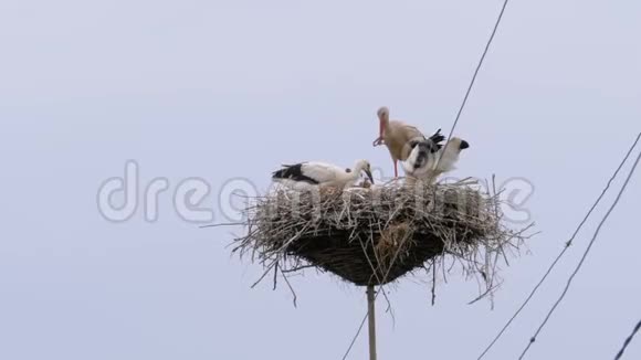 在天空背景下鹳鸟一家坐在高压电线支柱的巢里视频的预览图