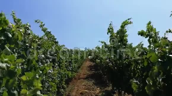 葡萄牙葡萄酒生产葡萄园视频的预览图