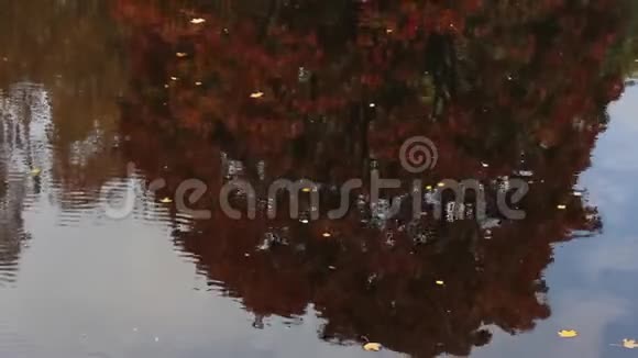 秋天的倒影在水中的秋叶视频的预览图