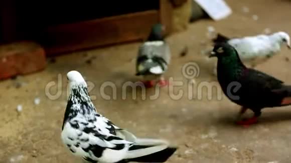 家庭喂养一群鸽子视频的预览图