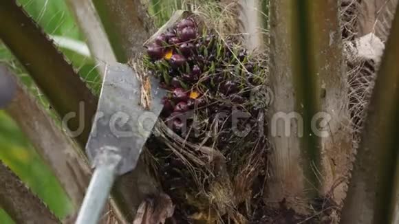 在泰国收获棕榈油果实视频的预览图