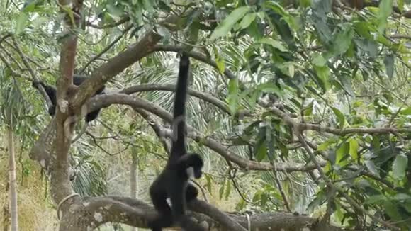 黑色长臂猿骑在树枝上视频的预览图