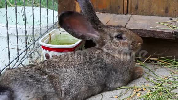 棕色兔子休息视频的预览图