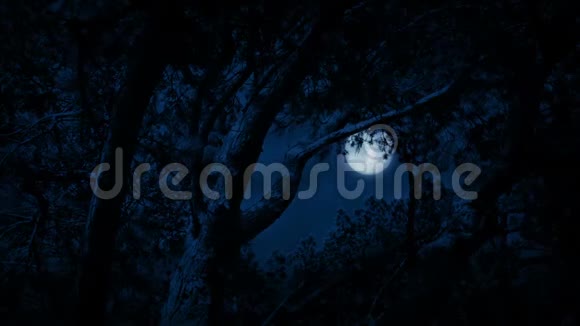 树在夜空中描绘满月视频的预览图