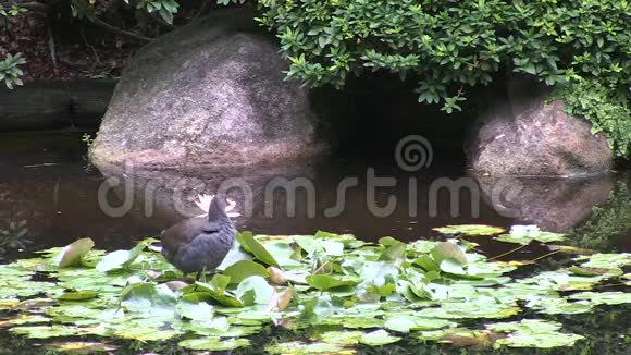 一个澳大利亚的沼泽黑斑使自己在一个正式的日本花园视频的预览图