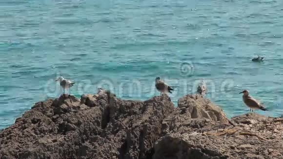 岩石上的鸟海鸥视频的预览图