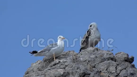 岩石上的鸟海鸥视频的预览图