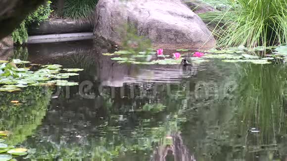 澳大利亚一种澳大利亚的沼泽黑斑菌在澳大利亚一个日式花园的池塘里视频的预览图