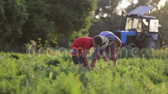 有孩子的农民在生态农场收获有机胡萝卜作物视频的预览图