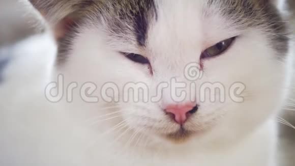 可爱的白色小猫特写猫脸肖像视频的预览图