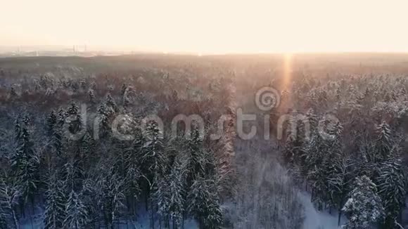 芬兰拉普兰荒野中部美丽的雪树之间飞行的空中镜头视频的预览图