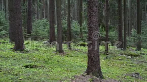 黑云杉松林绿树成荫视频的预览图