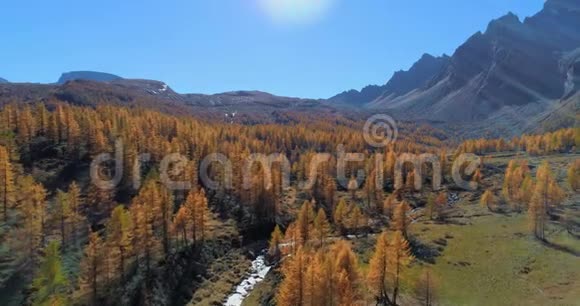 在阳光明媚的秋天在高山山谷和橙色落叶松森林树林上空向后空中欧洲阿尔卑斯山视频的预览图