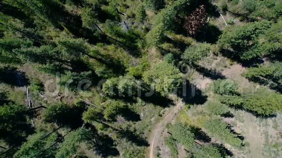 爱达荷州高山上的博伊斯森林视频的预览图