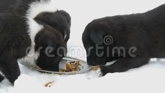 饥饿的小狗用铁圆盘吃鱼头三只可爱的小黑白小狗在雪地里吃东西视频的预览图