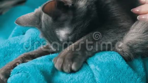 一只美丽的灰猫躺在一个女人的腿上她轻轻地抚摸着他他咕噜着摸着他的爪子视频的预览图