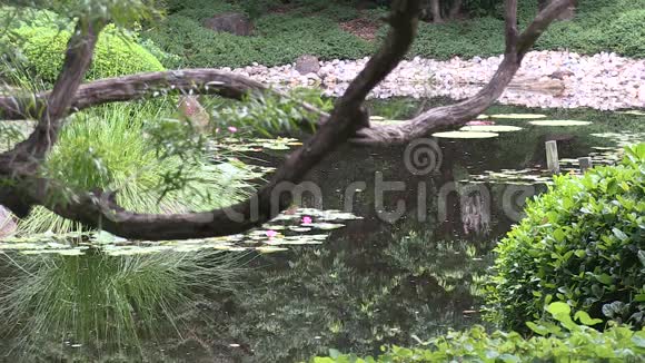 日本园林建筑以植物在水中的倒影为框架而闻名视频的预览图