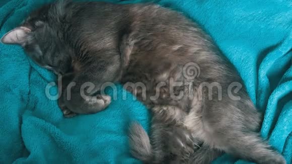 睡在蓝色毯子上的灰猫视频的预览图