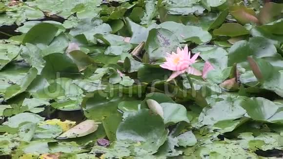 在澳大利亚一个风景优美的日本花园里从池塘里的粉红色的水花中放大视频的预览图