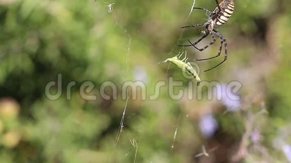 缠结的花园蜘蛛与蚱蜢破裂继续视频的预览图