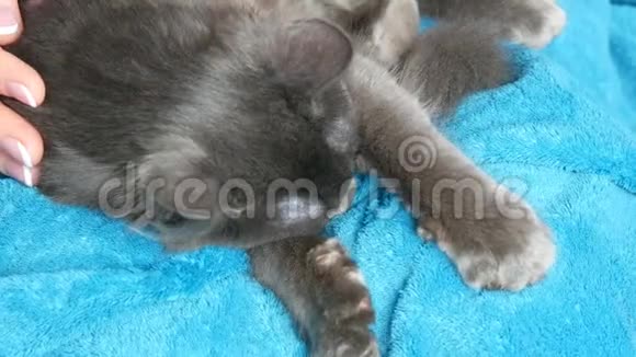 雌性的手轻轻地抚摸着睡在她腿上的灰猫的皮毛猫用爪子和按摩视频的预览图