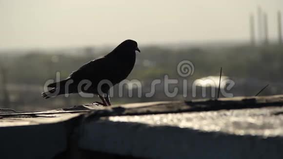一只鸽子坐在屋顶上的剪影视频的预览图