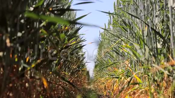 麦田从地面看小麦和黑麦小穗的根和叶黑麦和小麦之间的路径视频的预览图