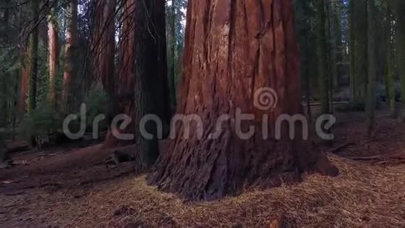 红杉国家公园的大树视频的预览图