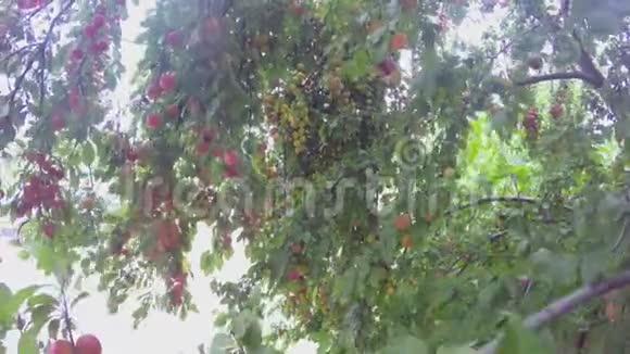 树上长满了成熟的果实视频的预览图