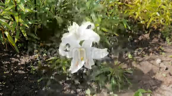 白百合花倒水视频的预览图