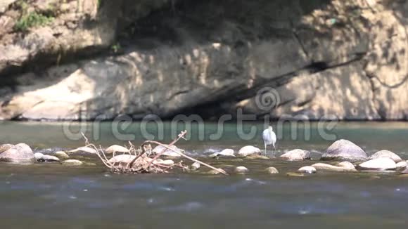 白鸟在河里吃东西视频的预览图