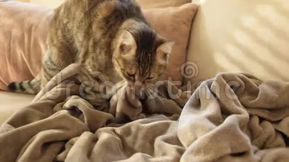 猫的行为猫揉和吮吸毯子视频的预览图