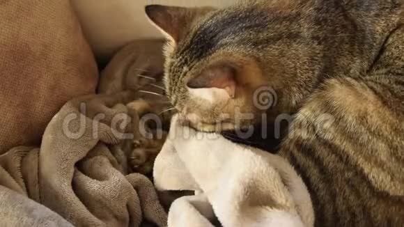 猫的行为猫揉和吮吸毯子视频的预览图