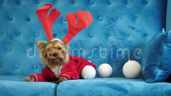 可爱的约克郡猎犬穿着冬季夹克戴着滑稽的角视频的预览图