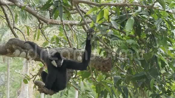黑长臂猿骑在树枝上视频的预览图
