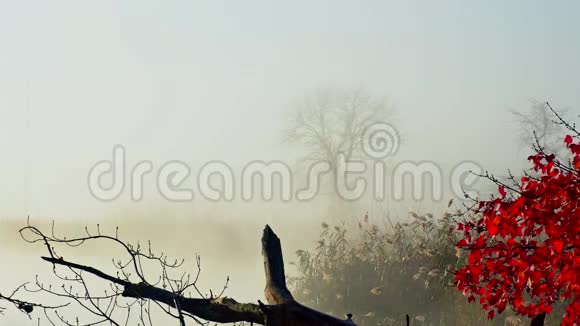 深秋河水上日出薄雾视频的预览图