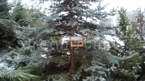 乌克兰冬季雪场的喂鸟器视频的预览图