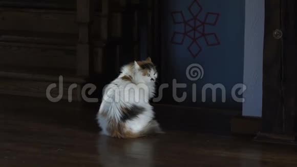 大猫坐在木地板上回头看视频的预览图