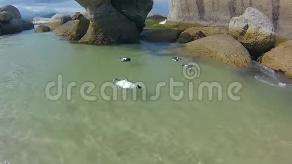 企鹅在博尔德游泳视频的预览图