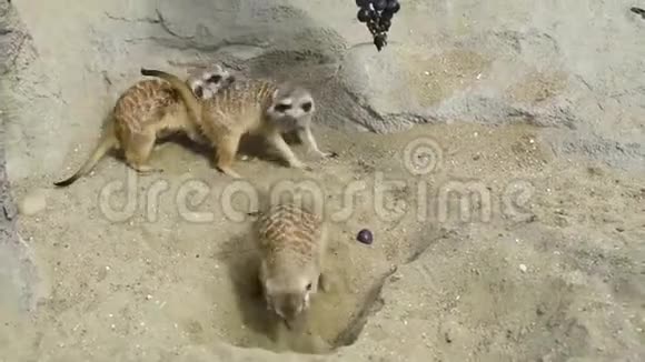 在沙中挖掘的鼬鼠群视频的预览图