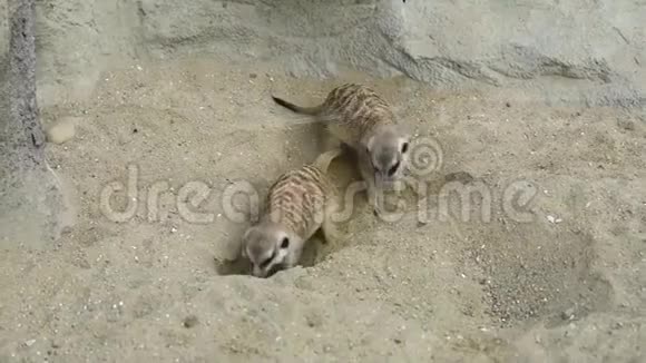 在沙中挖掘的鼬鼠群视频的预览图