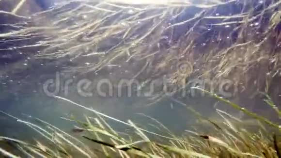 秋天树枝在强烈的溪流中在水下拍摄被困在强河水中的树枝的足迹视频的预览图