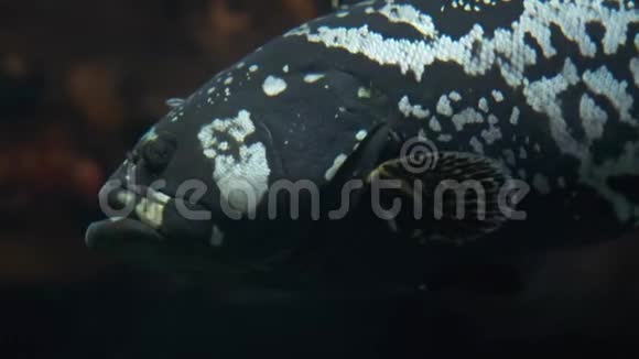 鱼缸在海洋馆的水族馆里游泳的危险鱼五颜六色的鱼缸装满了石头海藻视频的预览图