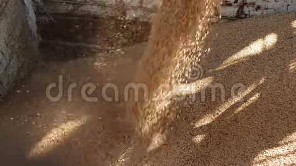 小麦被装入卡车面包制品厂碾磨企业和饲料工业视频的预览图