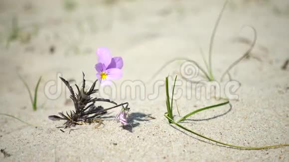 在沙子上生长的小花视频的预览图
