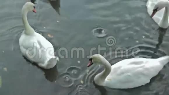 白天鹅在湖里游泳视频的预览图