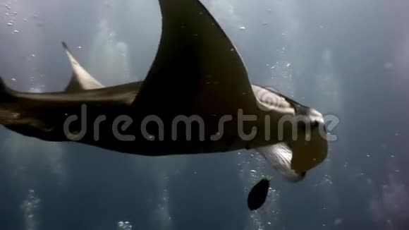 巨大的曼塔射线斜坡鱼的背景太阳反射水下马尔代夫视频的预览图