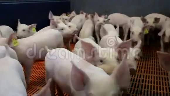 现代农场上的小猪视频的预览图